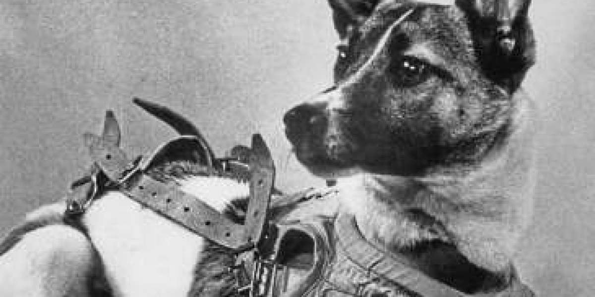  The First Animal to Land in Space: Laika the Brave